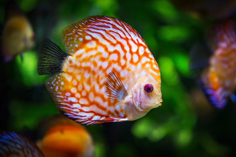 Whimsical Aquatics