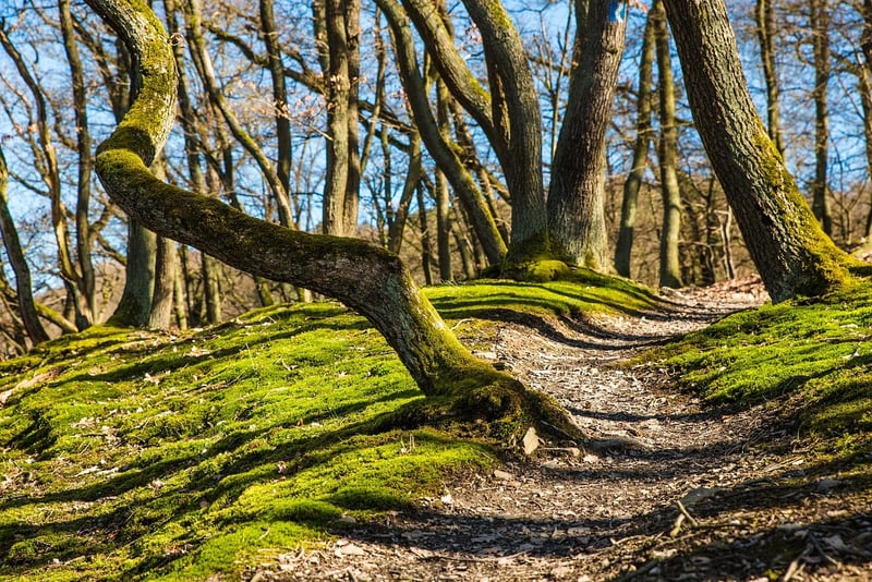 Whimsical Trails