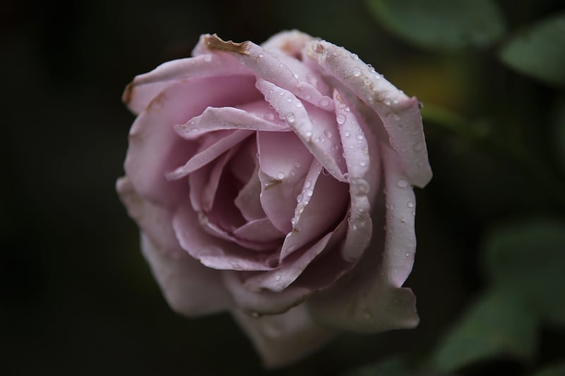 Blue Moon Rose