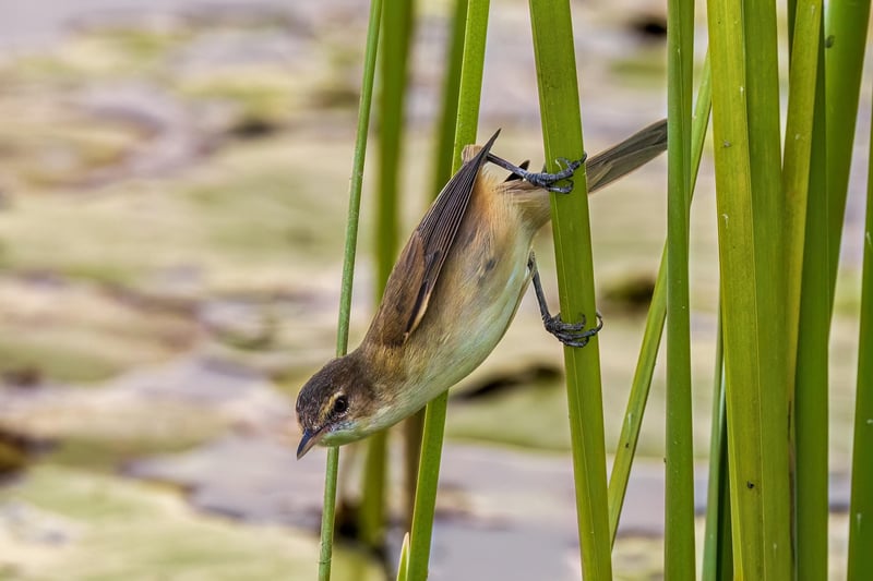 Enchanted Pond